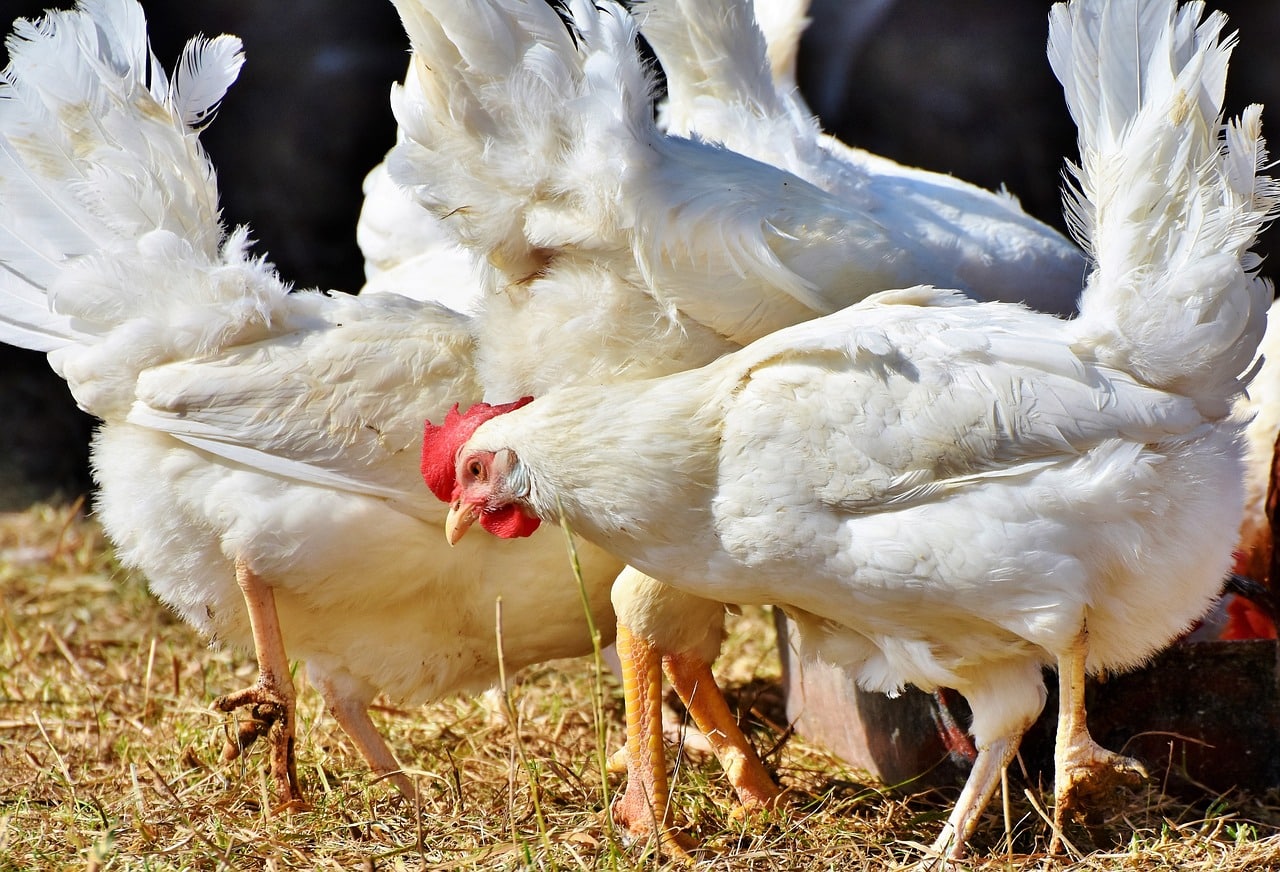 chicken, hen, poultry-3735598.jpg